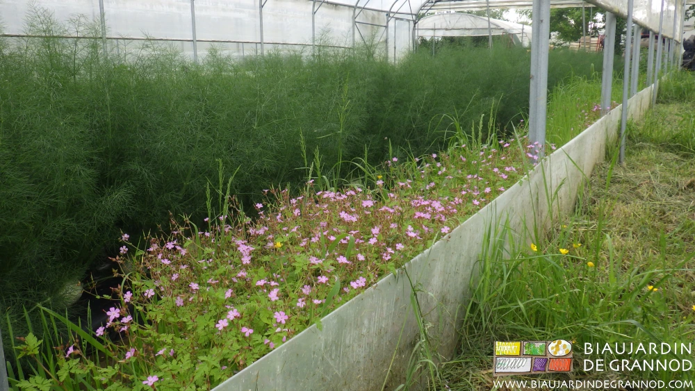 photo d'une belle bordure de Géranium robertianum sous tunnel à pied droit