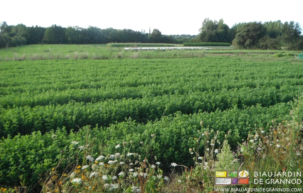 photo d'un bloc de 9 carrés riche d'une très belle luzerne entre bandes fleuries