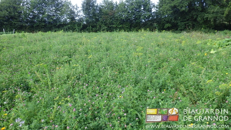 photo d'engrais vert pluriannuel à base de luzerne riche de la floraison de nombreuses plantes semées