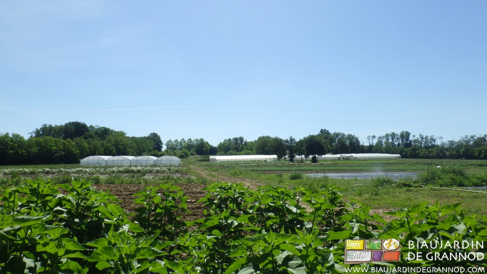 photo générale du jardin illustrant l'ensemble de sa biodiversité paysanne et bio