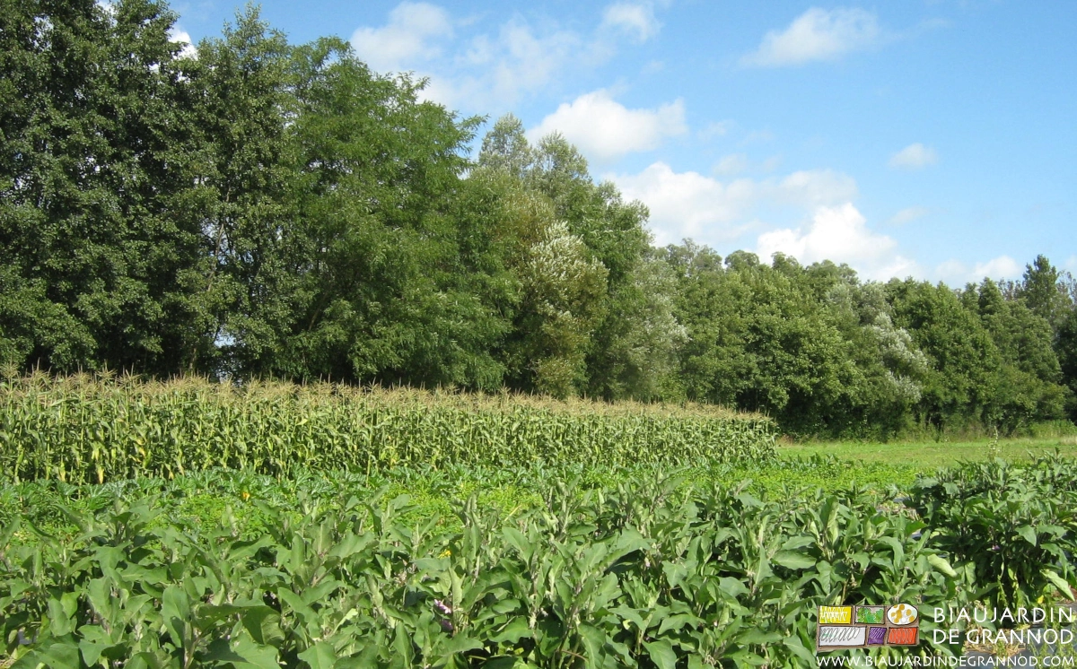 photo de grandes haies de chênes, ,aulnes et saules longeant nos maïs et aubergine de plein champ