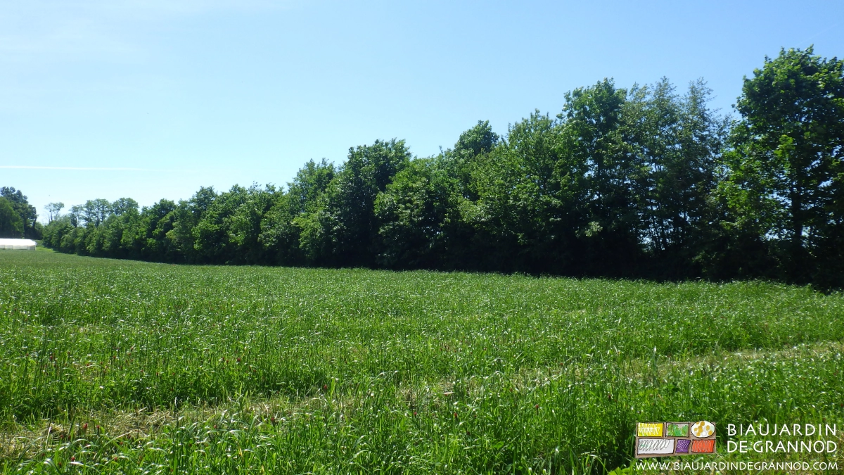 photo de notre plantation de l'hiver 2006/2007 déjà bien haute et épaisse