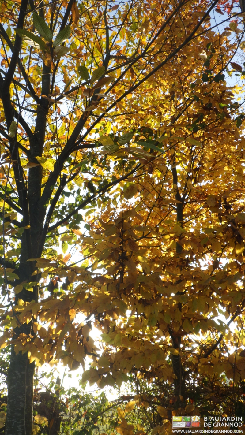 photo d'automne de jolis châtaigniers hauts dans la haie bocagère plantation hiver 2006/07
