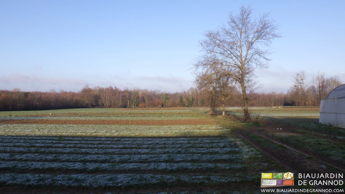 photo hivernale avec planches en engrais vert protecteur et planches préparées pour plantations précoces
