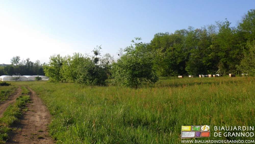 photo de prairie en fleur et ruches au jardin près des tunnels