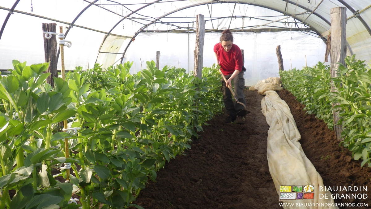 photo ensoleillée de binage et buttage manuels de fève sous tunnel