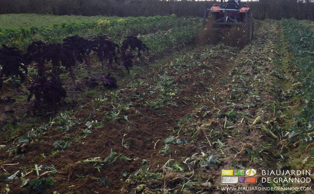 photo de comparaison entre les 2 méthodes de destruction incorporation des reste de chou