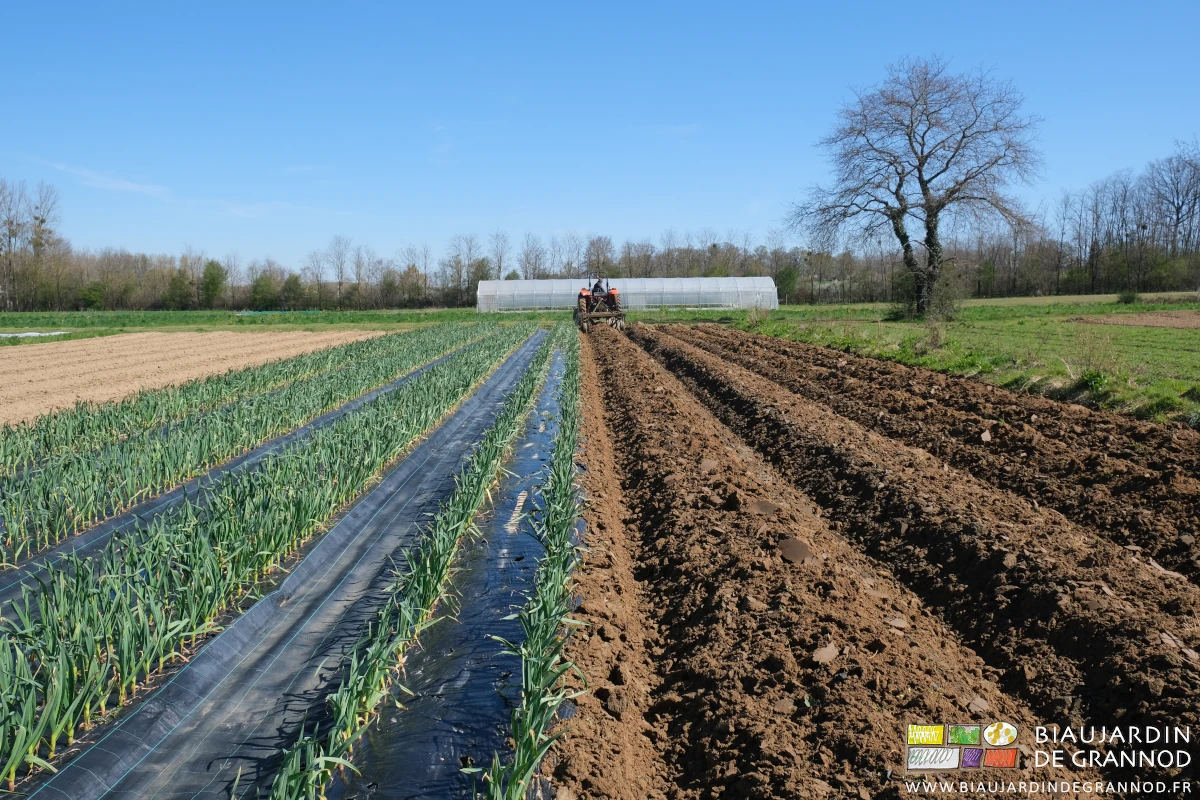 photo de planches buttées voisinant avec planches fillmées