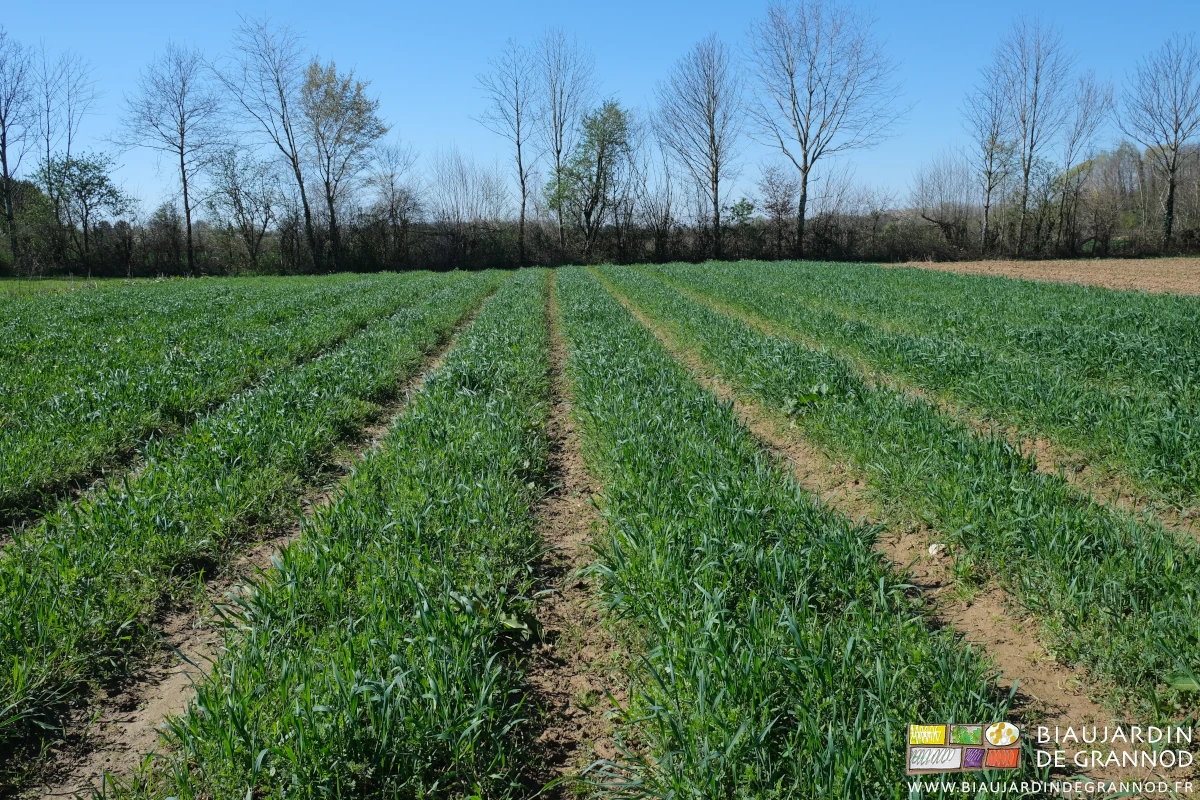 photo de carré d'engrais vert en cours de développement