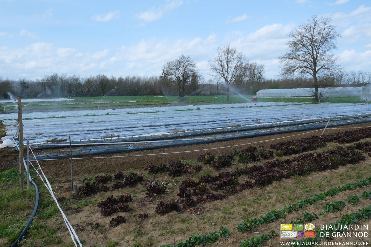 photo d'arrosage en cours sur culture repiquées et protégées d'un voile thermique