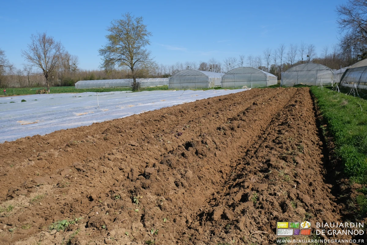 photo de planches buttées juste après récolte