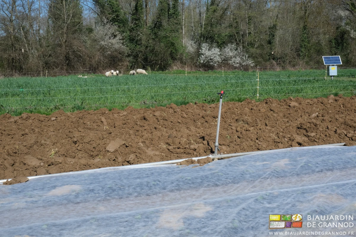photo des moutons broutant l'engrais vert à côté de cultures repiquées et couvertes de voile thermique