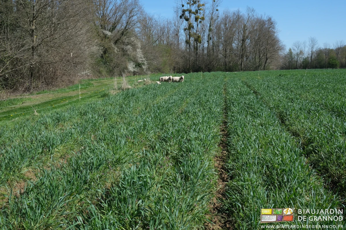 photo d'un carré d'engrais vert hivernant bien développé accueillant des moutons