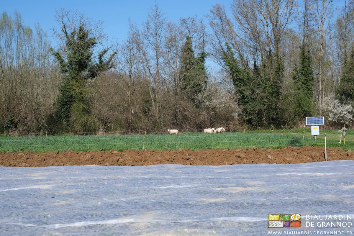 photo de moutons broutant des planches d'engrais vert entre le bocage et des légumes protégés du froid