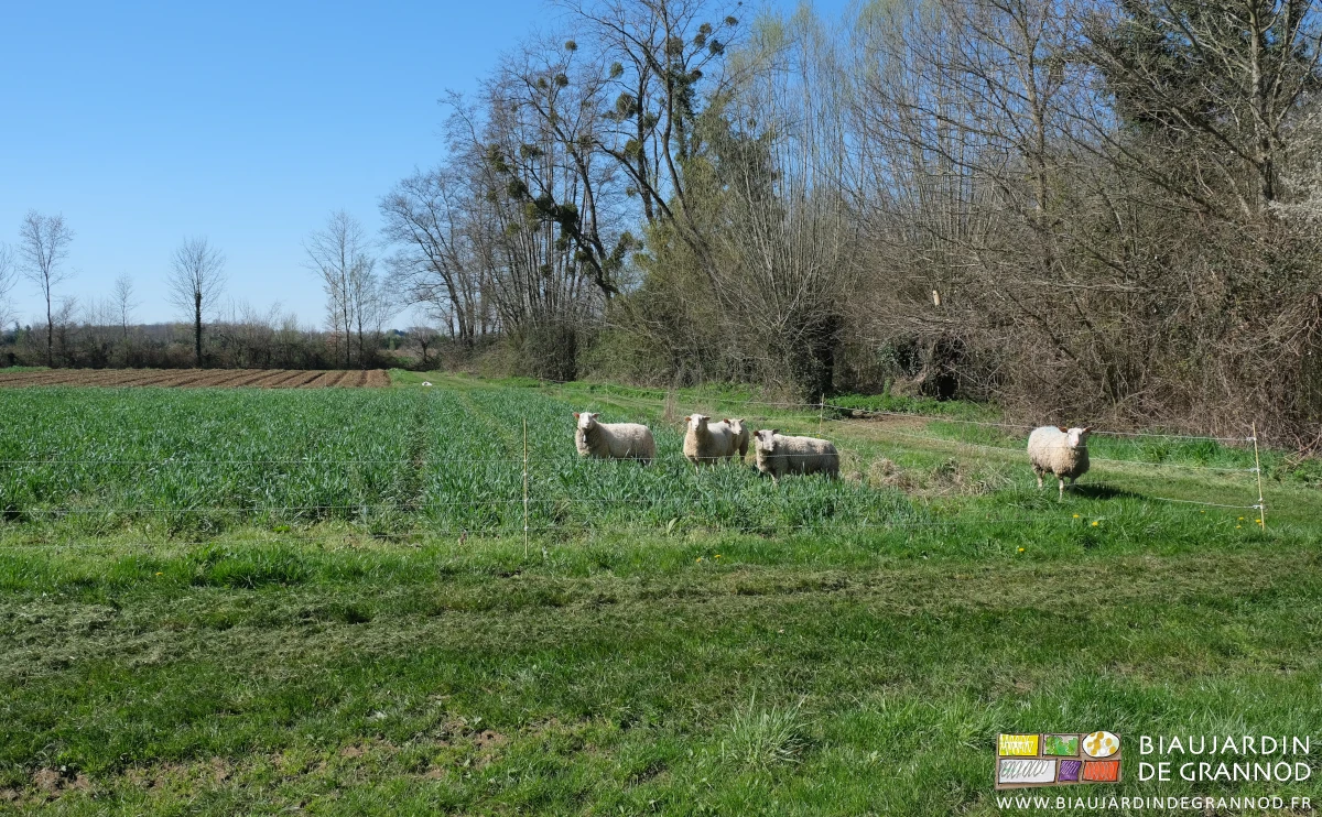 photo de 5 moutons au jardin broutant un carré d'engrais vert hiverné