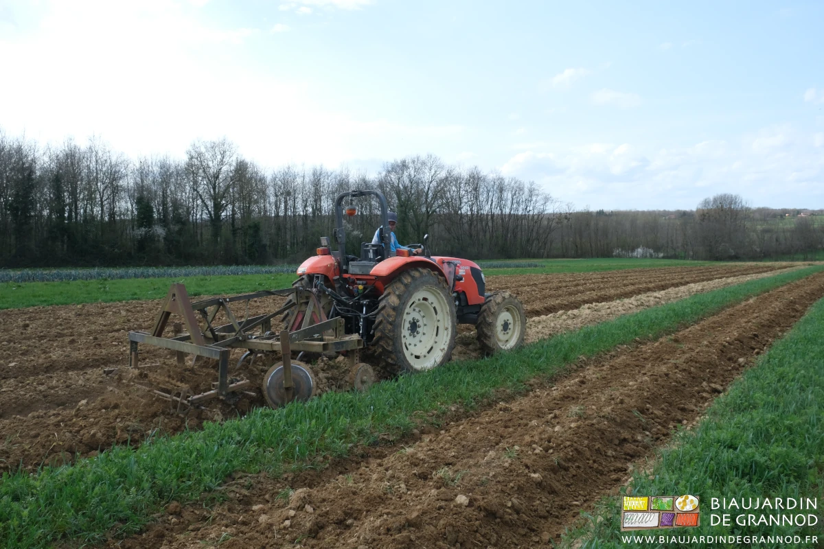 photo de reprise au cultibutte d'une planche entourée d'autres en engrais vert maintenu