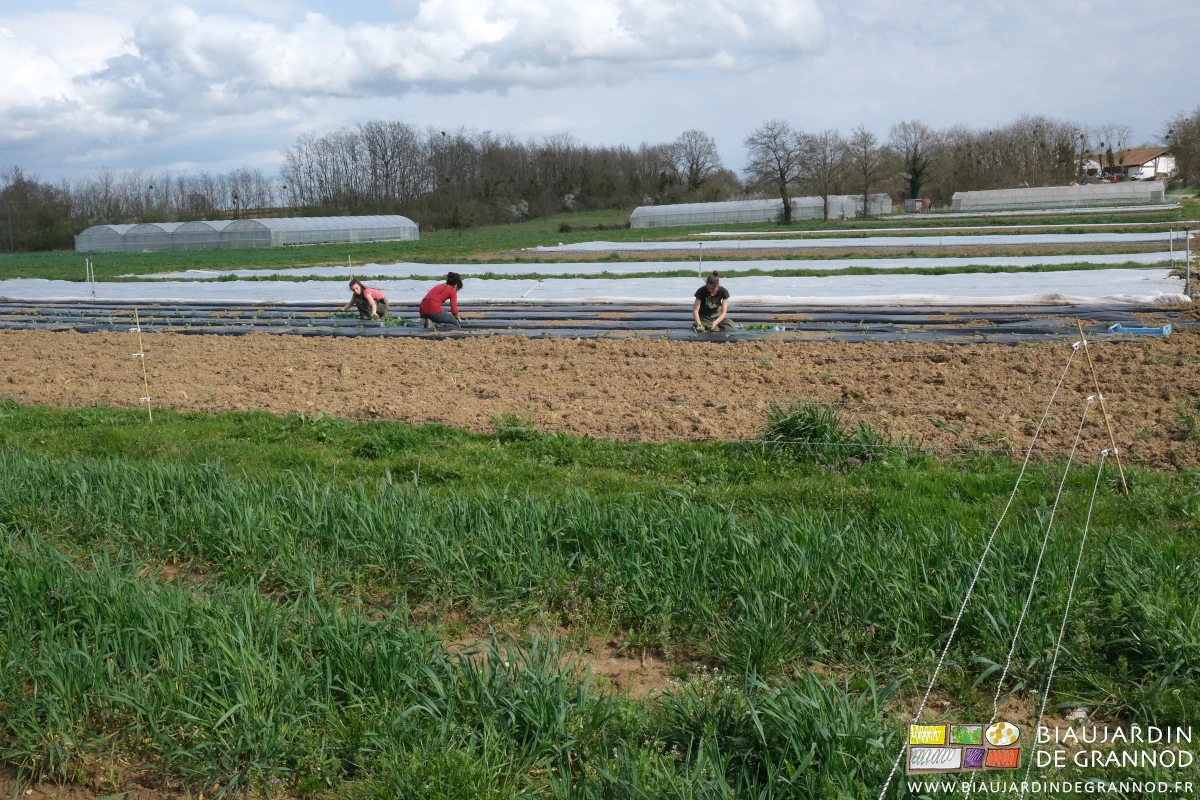 photo de l'équipe de 3 Biaux Jardinières au repiquage