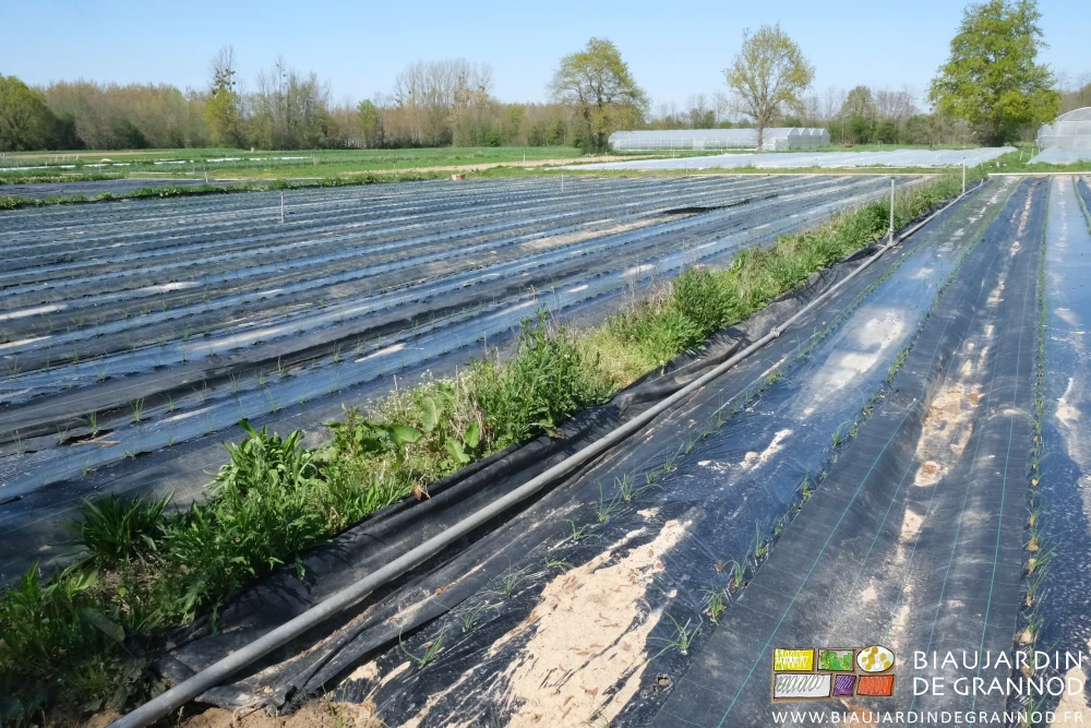 photo des carrés aux allées couvertes entourant une bande fleurie pour auxiliaires