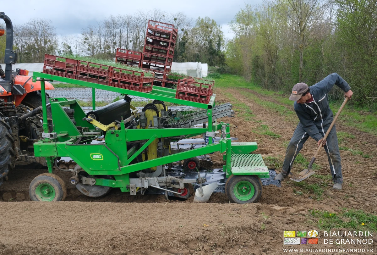 photo de Vivien pelletant assez de terre pour retenir le paillage