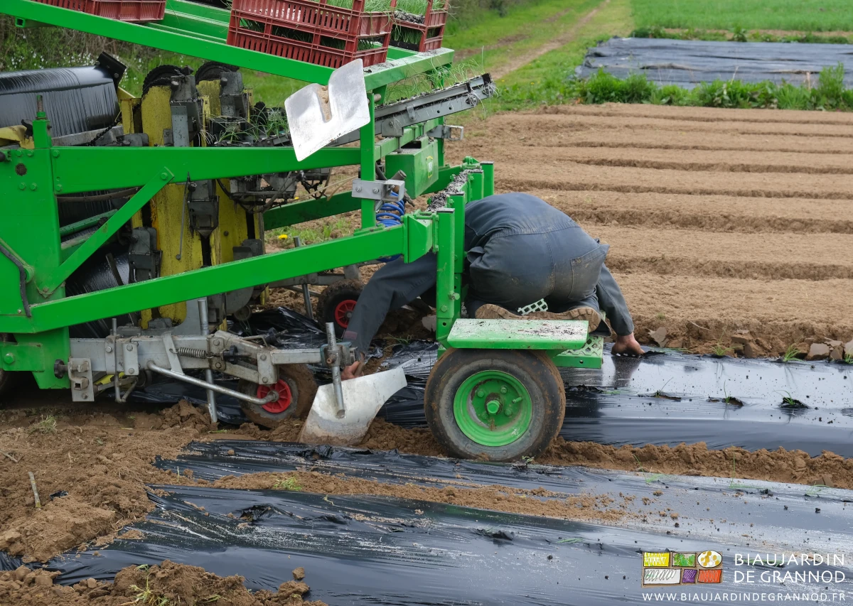 photo de Vivien courbé pour couper le paillage depuis sa plateforme