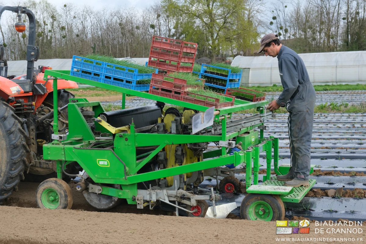 photo de Vivien posant délicatement les rangées de mottes sur chaque tapis
