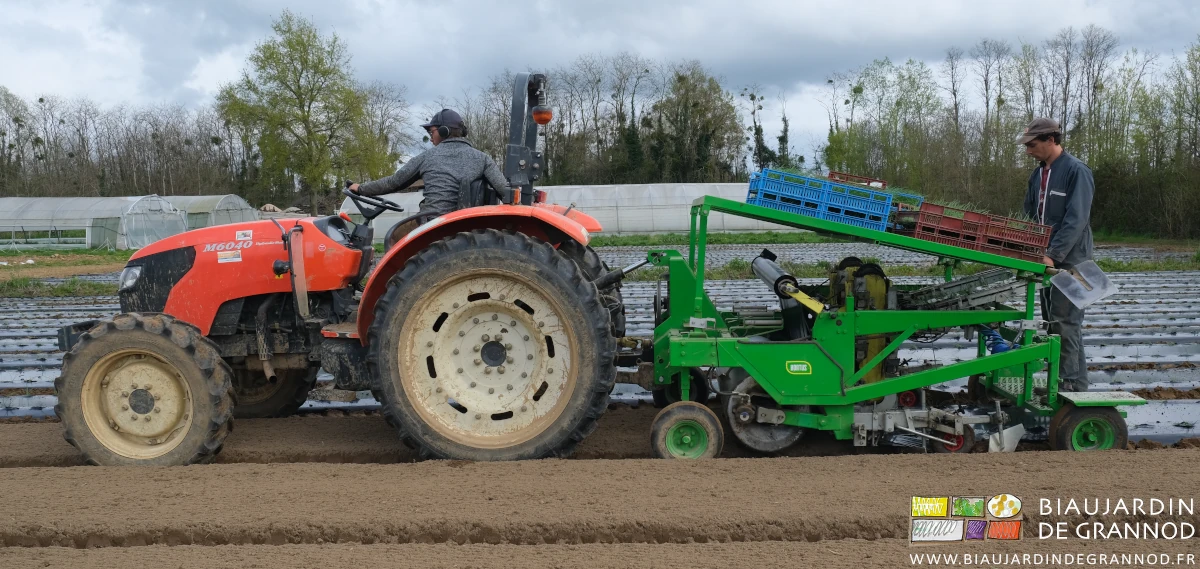 photo du tandem Matthieu-tracteur Vivien-planteuse en plein boulot