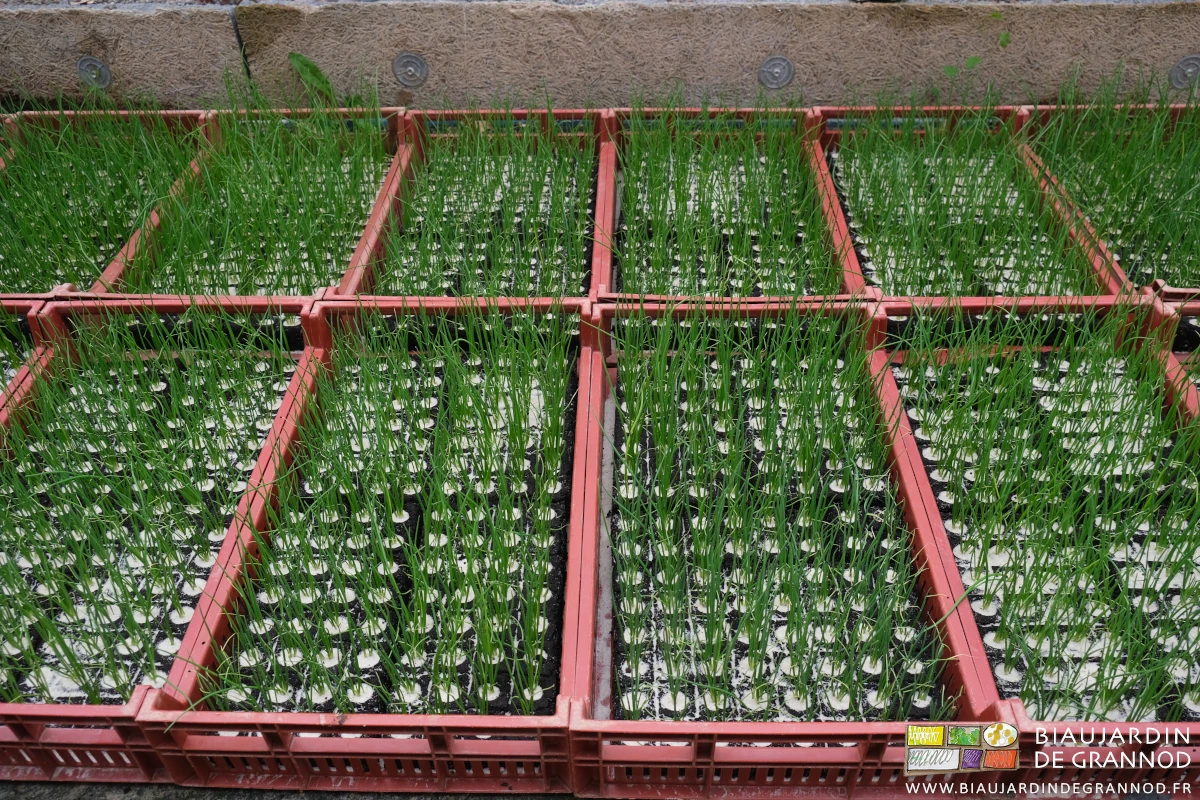 photo des mottes d'oignon en caisses prêtes pour la plantation