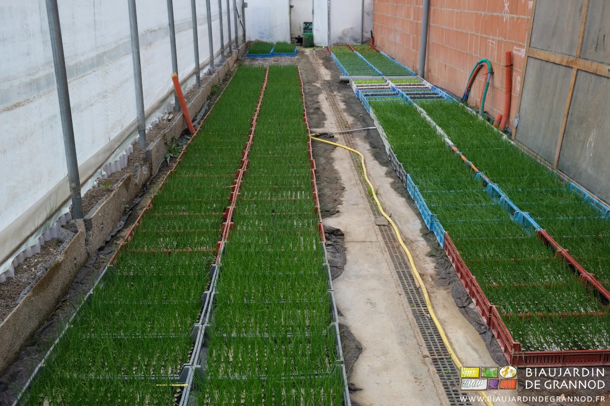 photo d'ensemble de la serre bioclimatique aux 3/4 garnie de mottes d'oignon