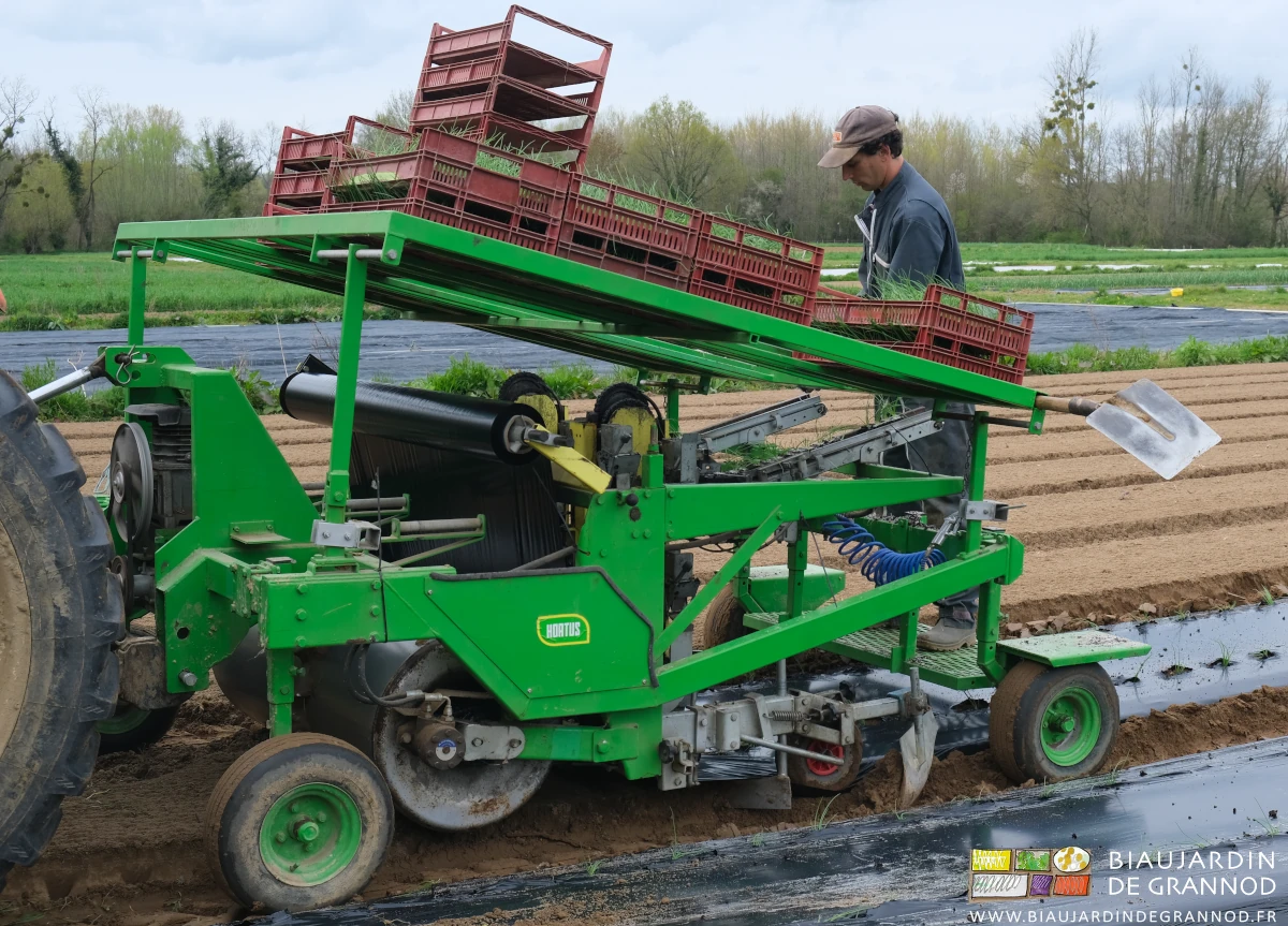 photo d'ensemble de la plantation d'oignon en cours