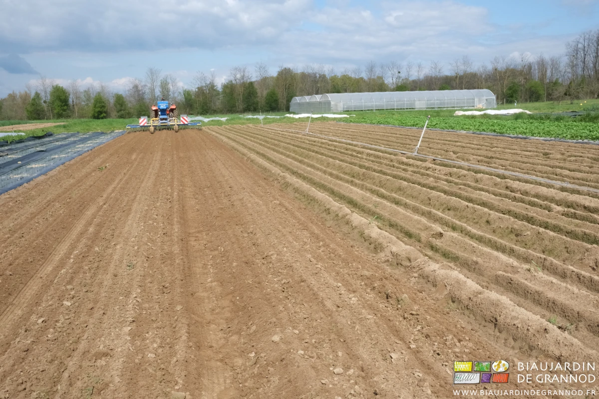 photo de l'étrille triple à son premier passage 