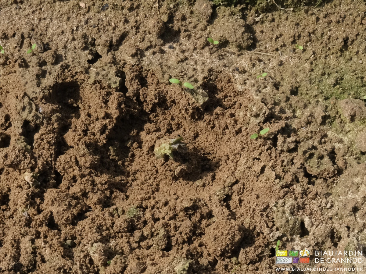 photo proche de la terre avec premières adventices, et les premiers tiges à peine plus profond