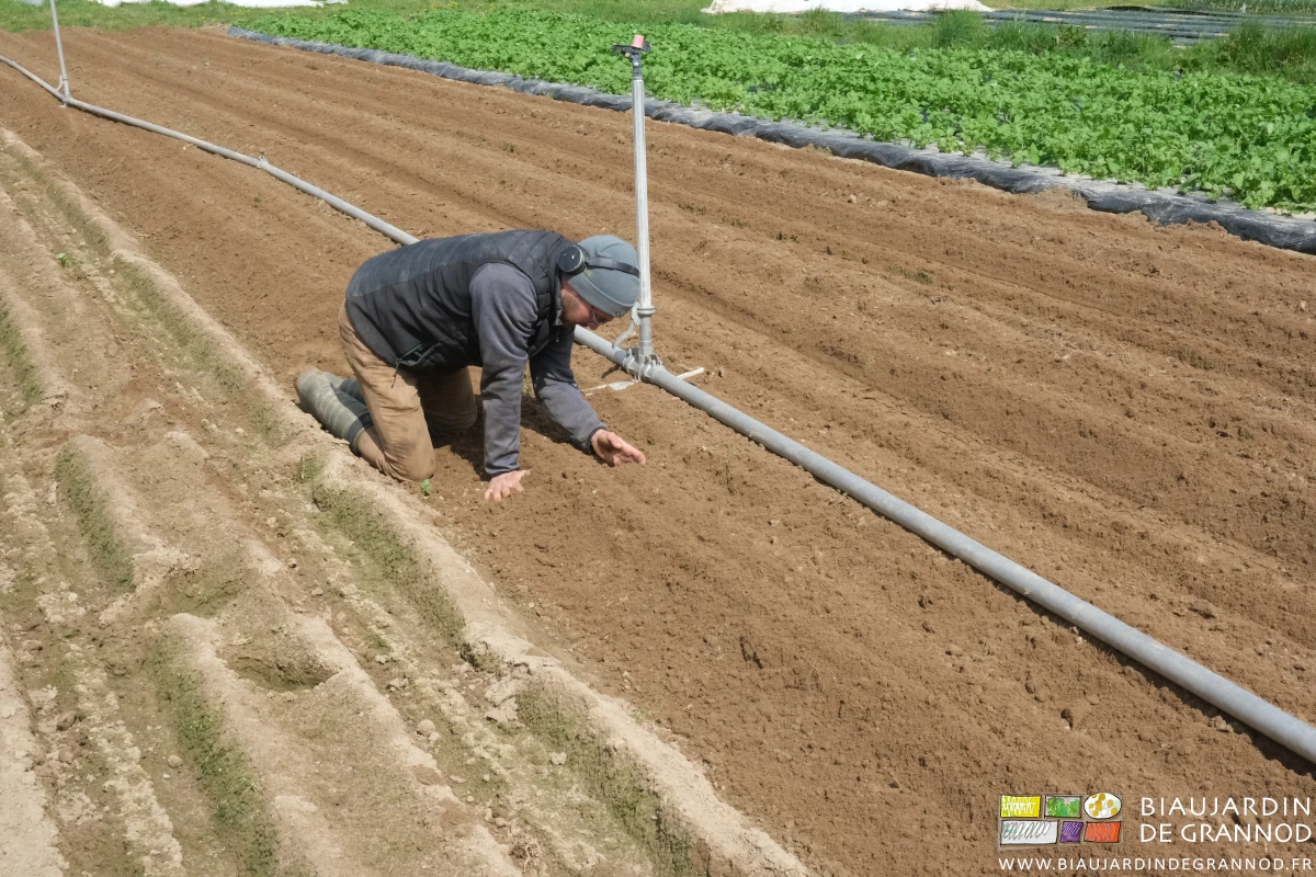 photo de Matthieu grattant superficiellement la terre pour voir le résultat du hersage