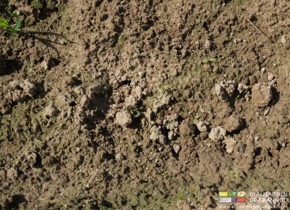 photo de la surface avec tige de pomme de terre entourée d'adventices