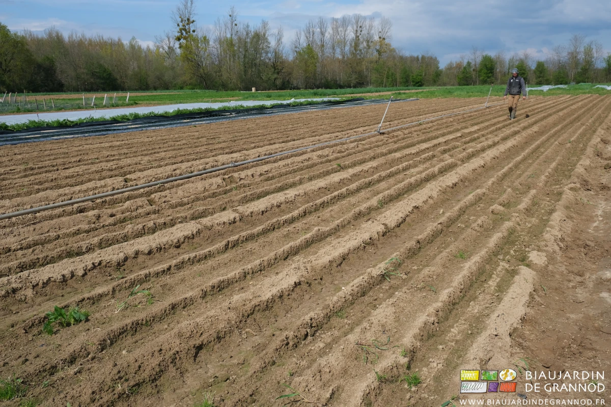 photo de Matthieu arpentant tout le carré pour inspecter la levée