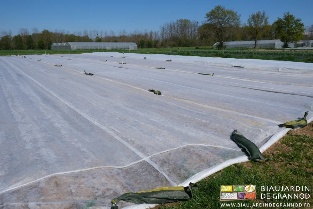 photo du carré de pomme de terre à nouveau protégé par des voiles thermiques