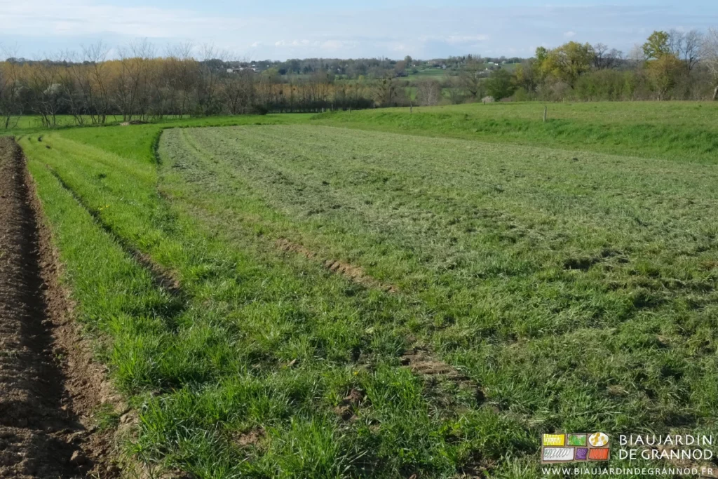 photo de la parcelle broyée pour accueillir le tas de fumier à composter
