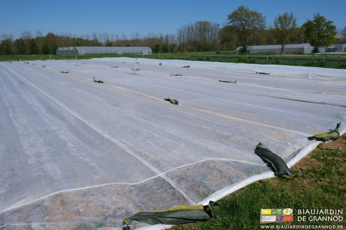 photo d'un carré entièrement protégé de voiles thermiques lestés par silosacs