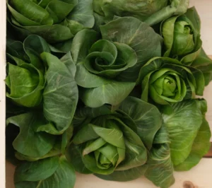 photo de pommes de chicorée grumolo verte en caisse bois
