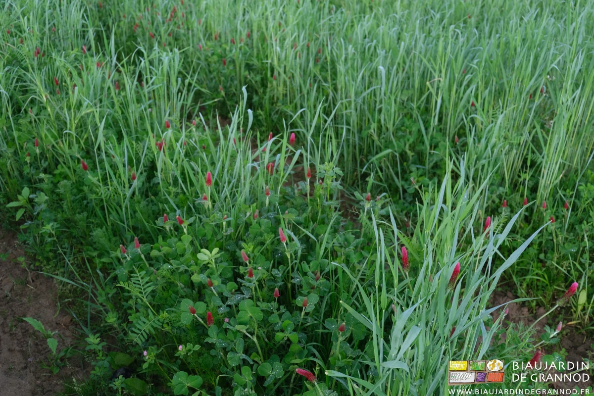 photo de fleur rouge de trèfle incarnat à broyer pour favoriser luzerne et trèfles pluriannuels