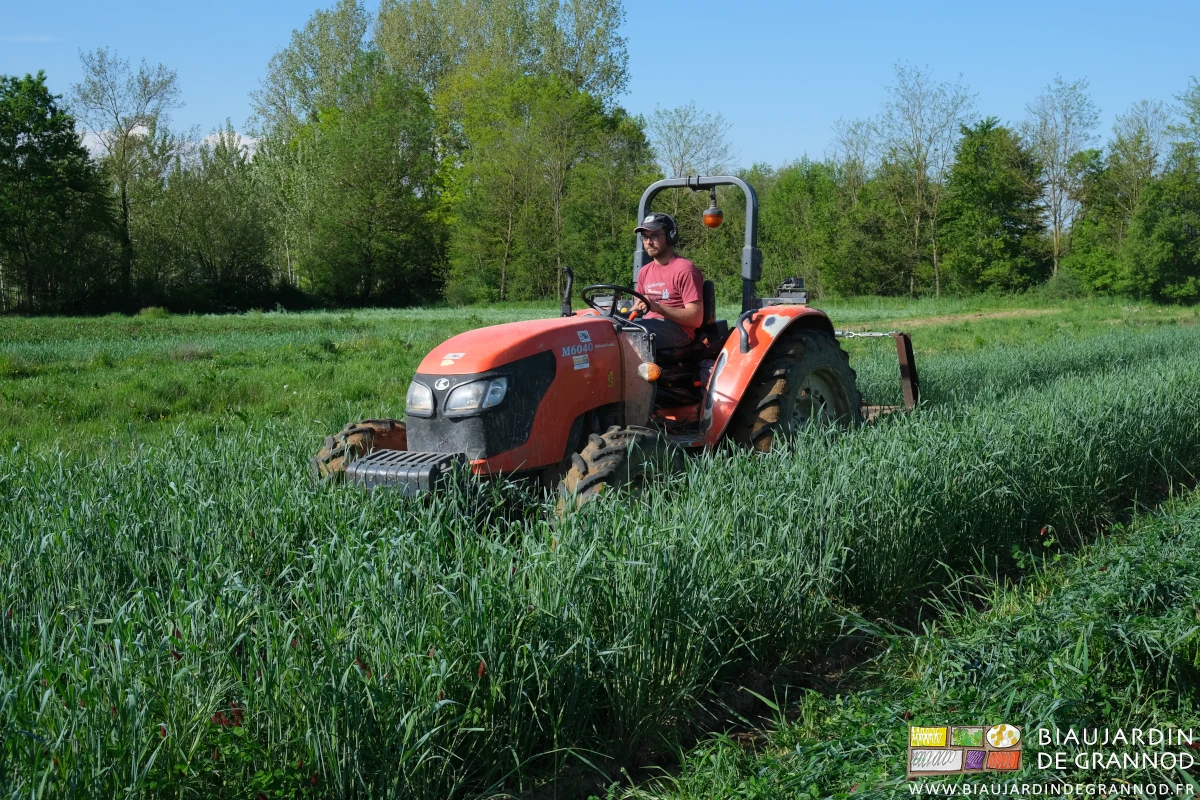 photo de Matthieu sur le tracteur au milieu d'un carré en engrais vert bien développé