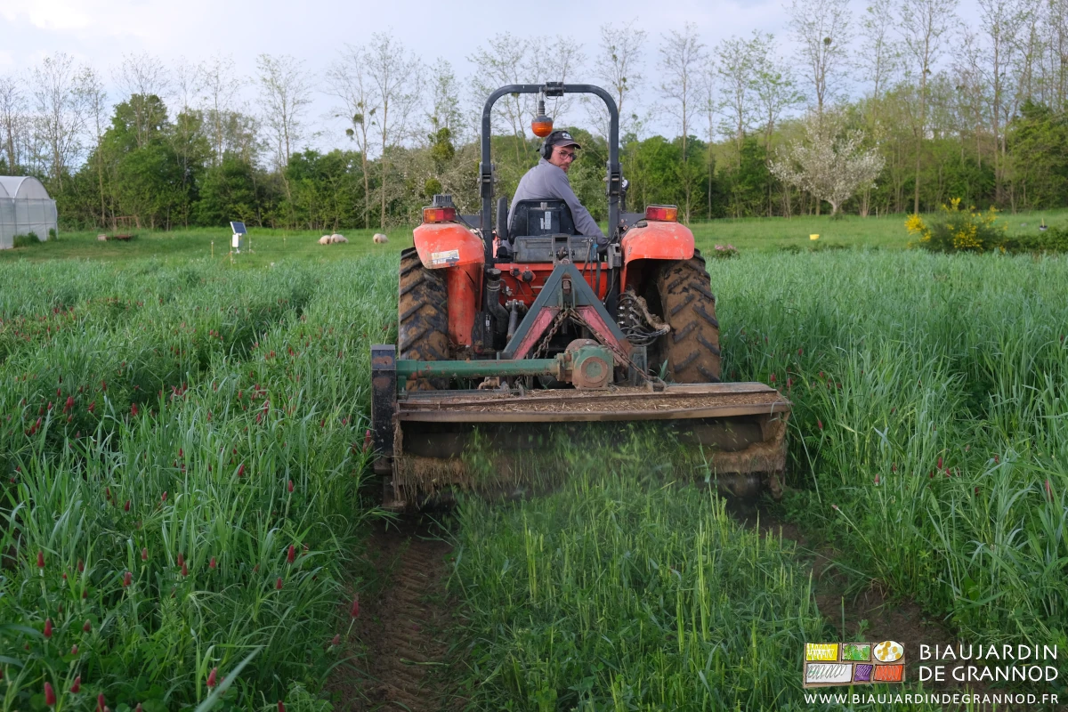 photo proche de Matthieu au tracteur avec le broyeur qui projette en arrière la végétation coupée finement