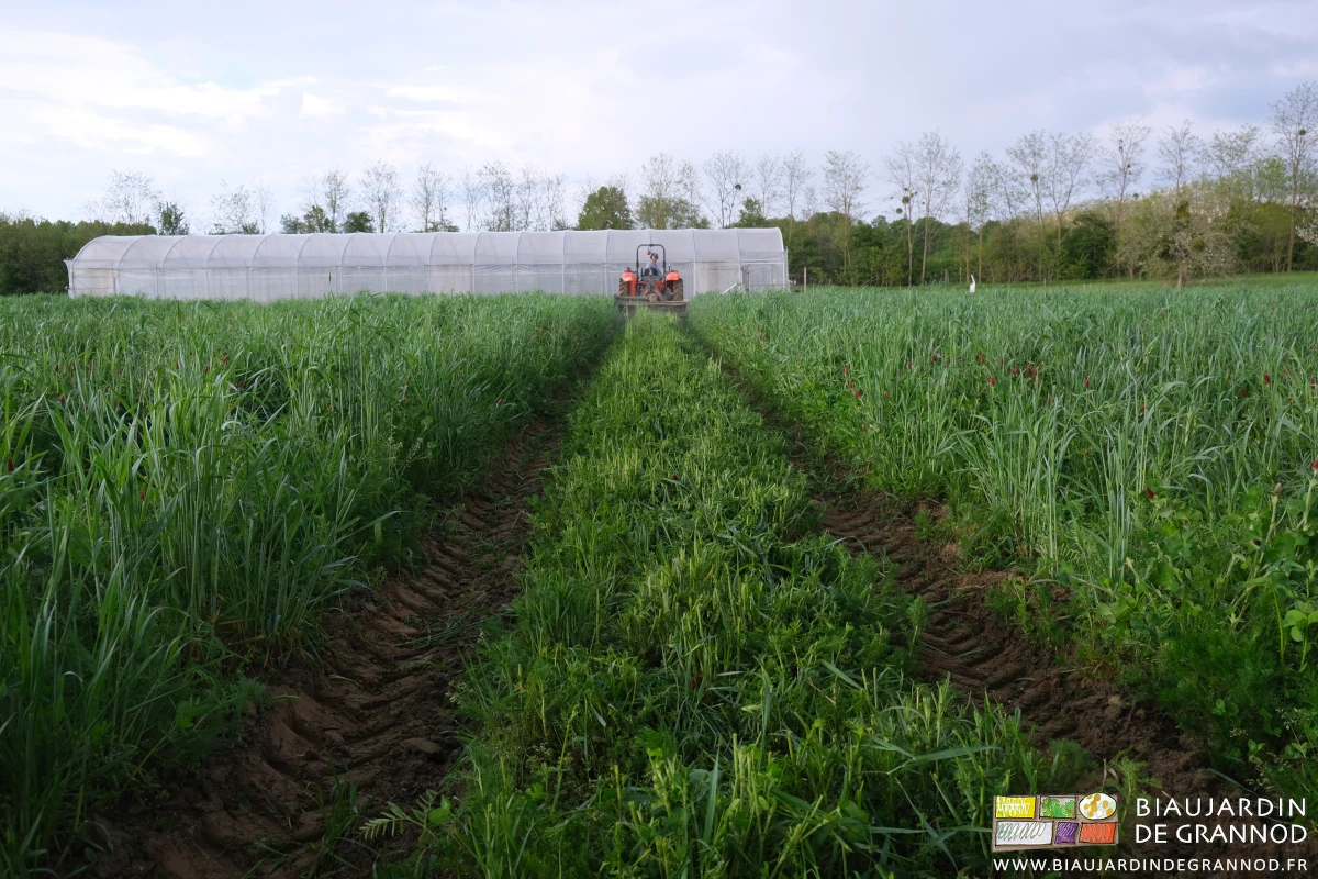 photo de l'ensemble des planches du carré en cours de broyage