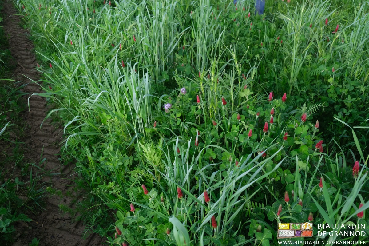 photo du mélange d'engrais vert annuelles pluri-annuelles avec trèfle incarnat en fleur