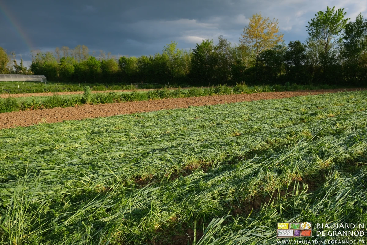 photo d'un carré d'engrais vert hiverné roulé depuis quelques jours