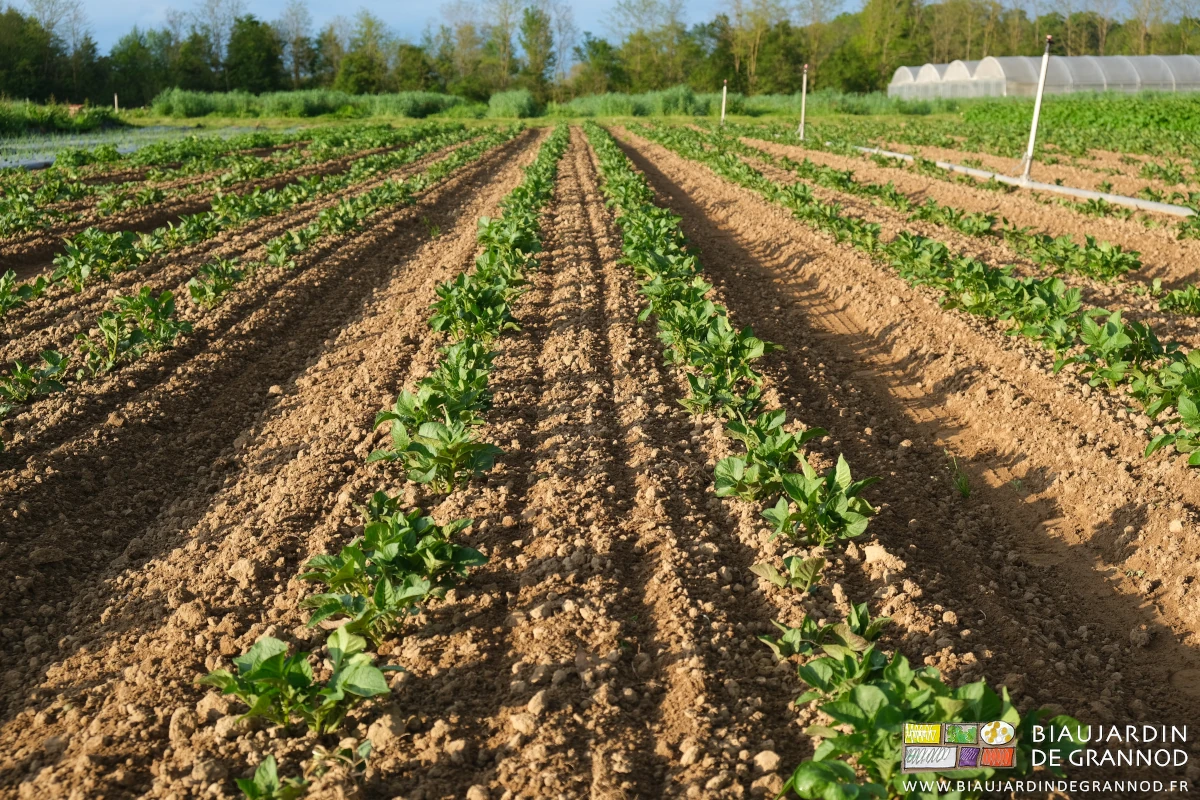 photo des dernières planches de pomme de terre sans adventices après 2 binages mécaniques
