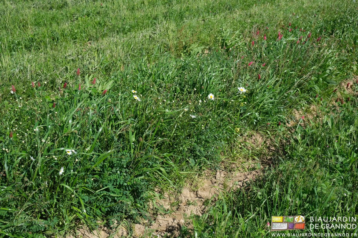 photo de planches où la floraison de la marguerite accompagne celle de l'incarnat