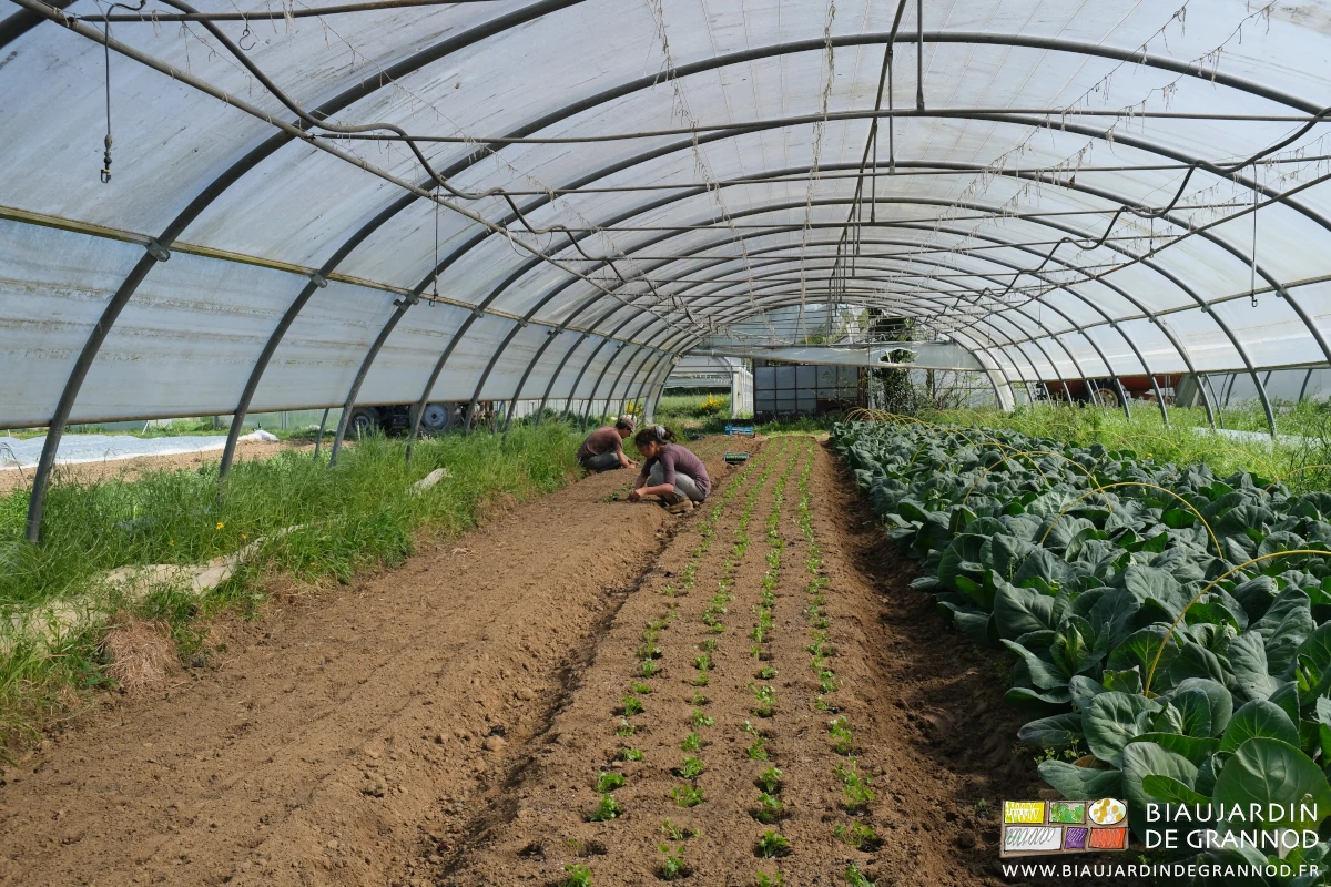 photo de Morgane et Vivien repiquant du basilic sous tunnel