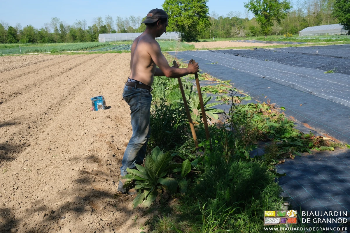 photo de Vivien plantant l'arrache-rumex au pied d'une touffe