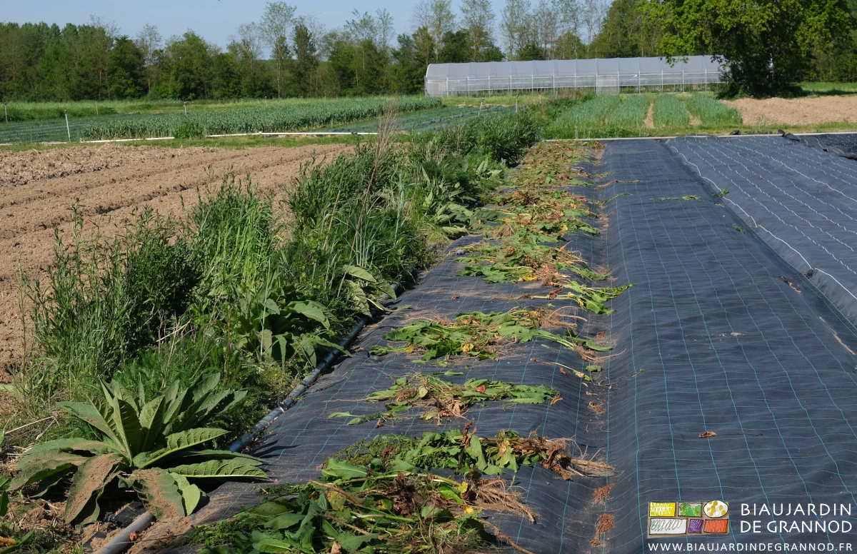 photo des rumex arrachés qui sèchent à côté de la bande fleurie