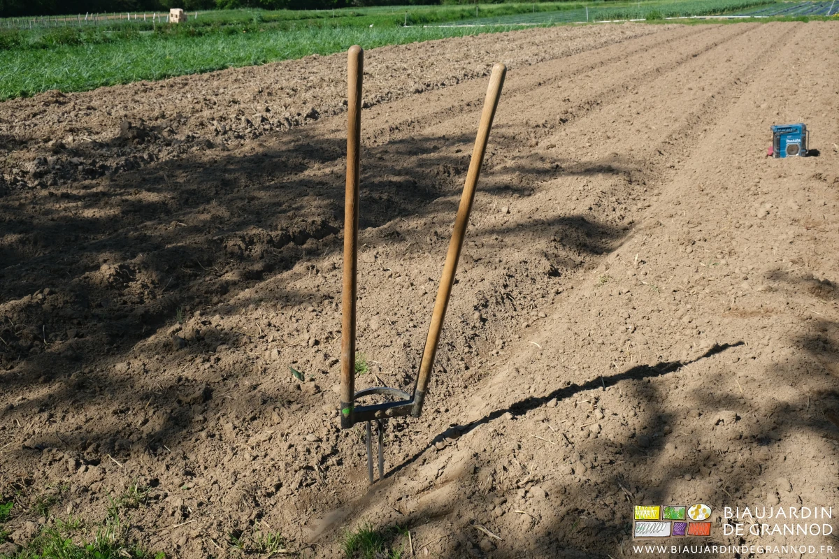 photo de l'arrache rumex fiché debout dans une allée permanente
